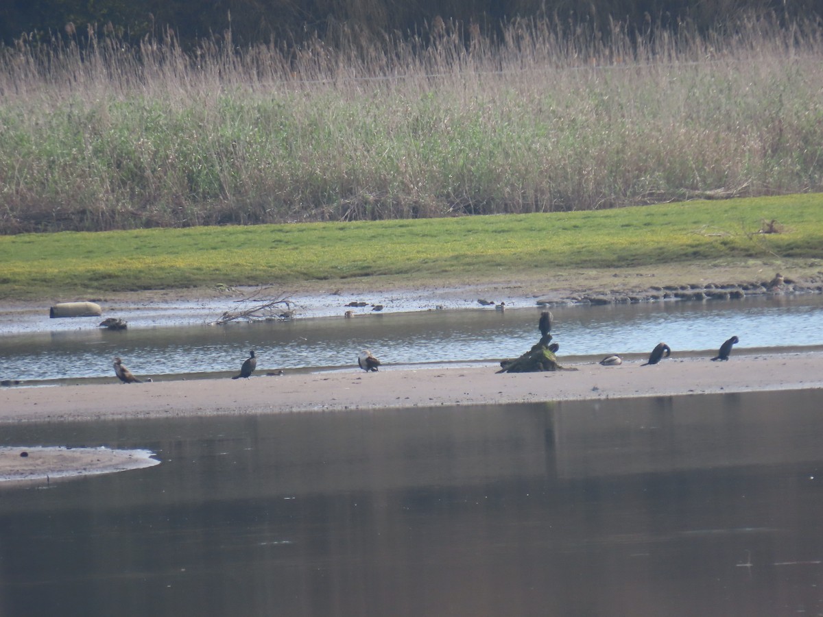 Great Cormorant - ML615126869