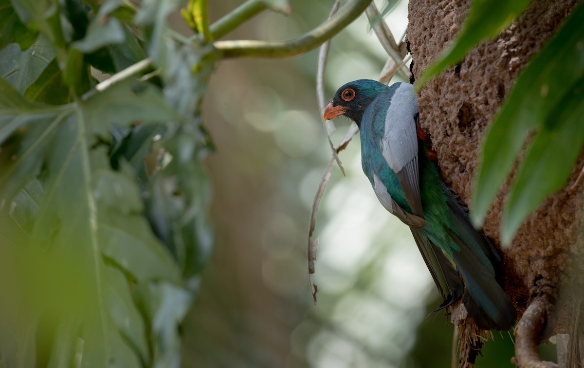 Trogon de Masséna - ML61512691