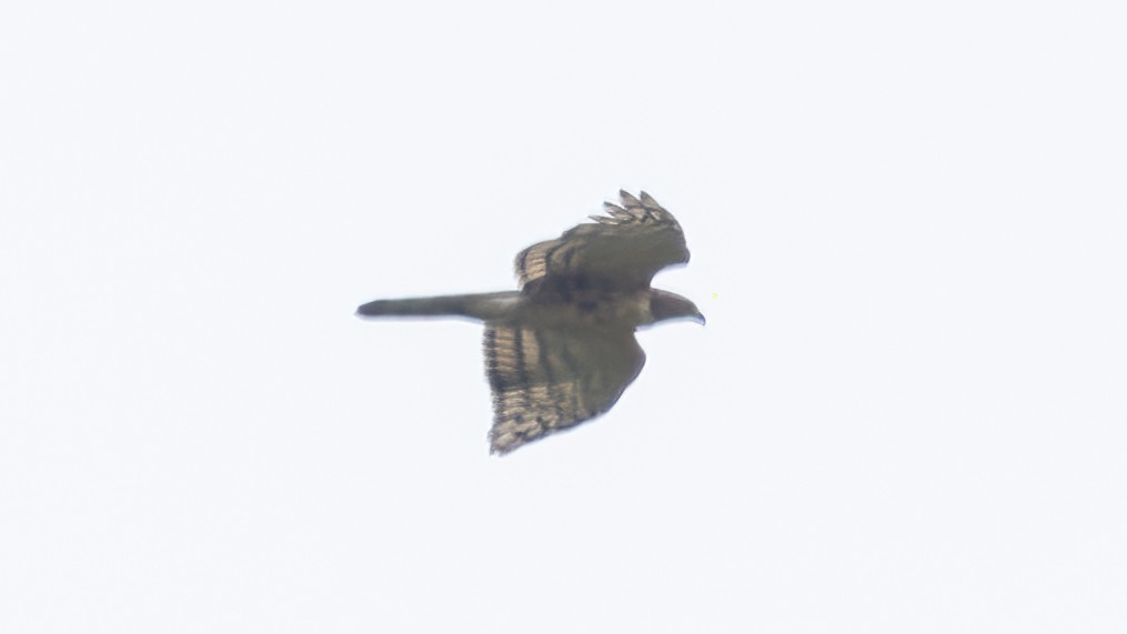 Crested Goshawk - ML615126957