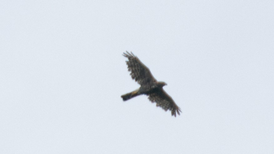 Crested Goshawk - ML615126958