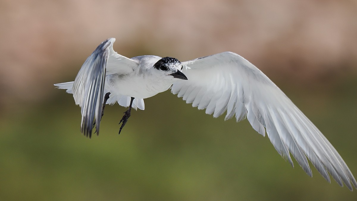 Whiskered Tern - ML615126968