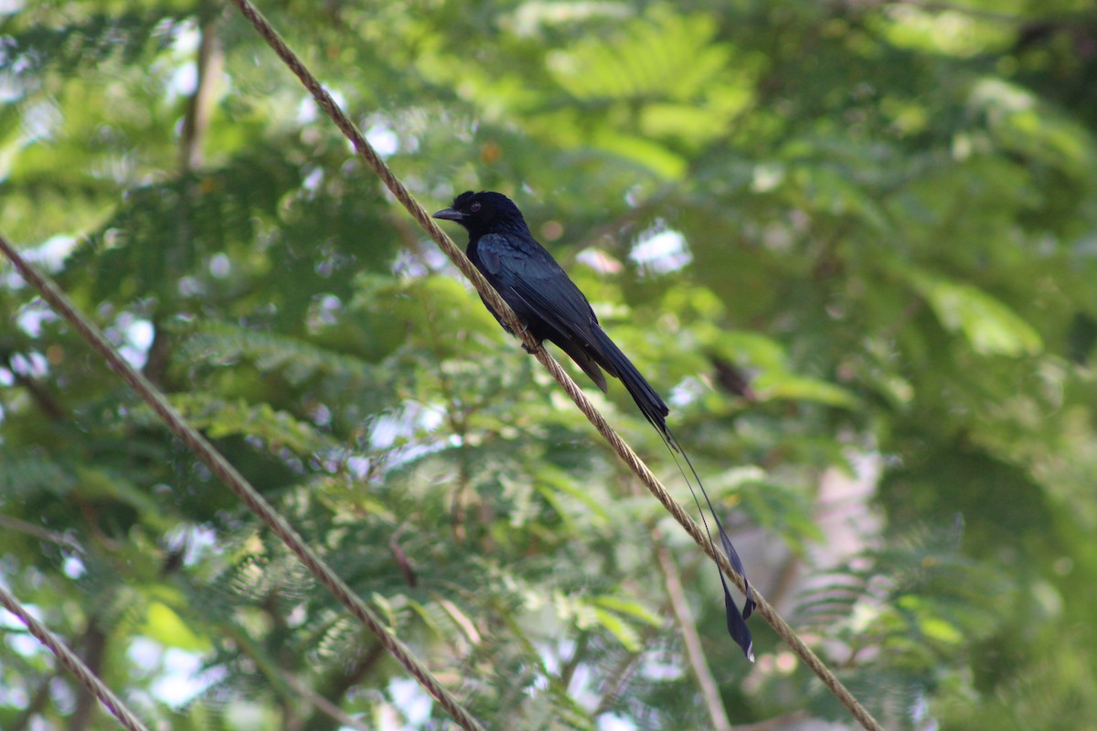 Greater Racket-tailed Drongo - ML615126979