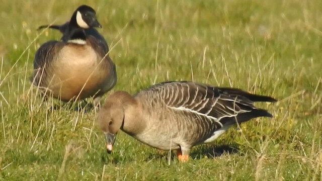 Tundra Bean-Goose - ML615126998