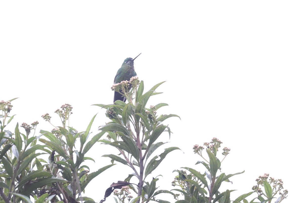 Golden-breasted Puffleg - ML615127018