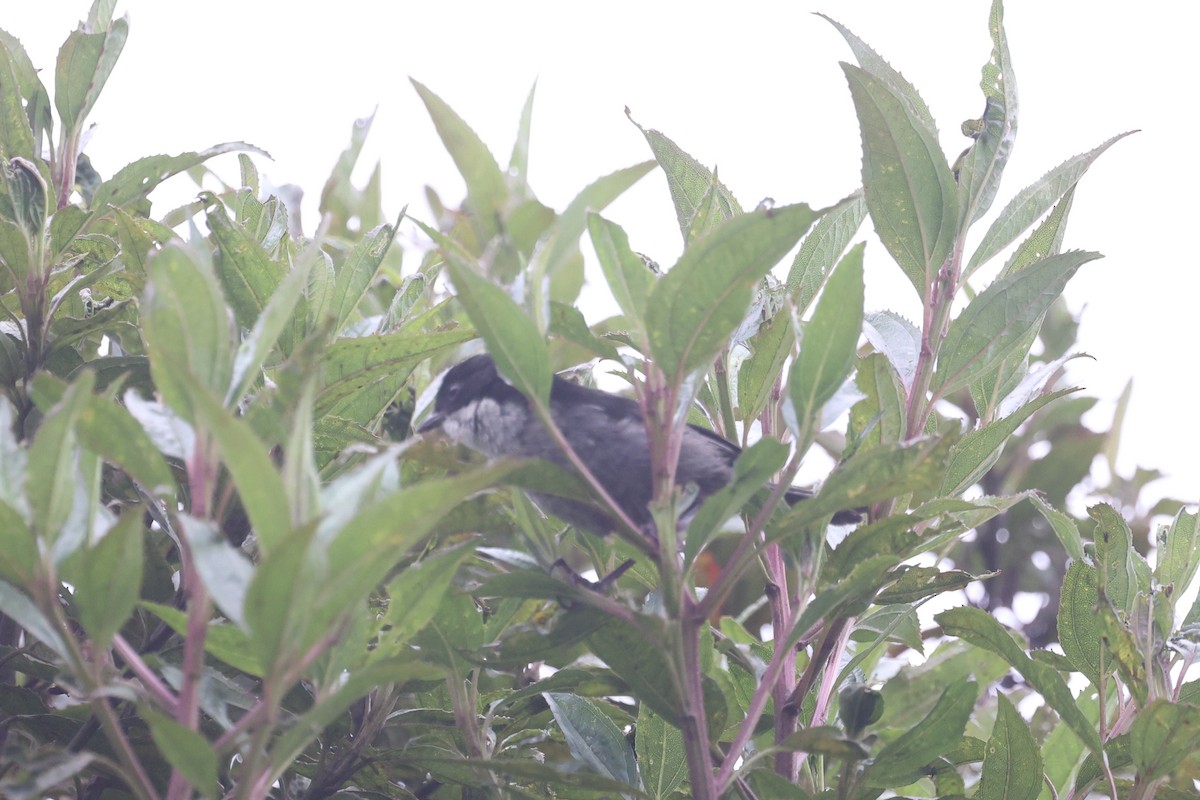 Black-backed Bush Tanager - ML615127020