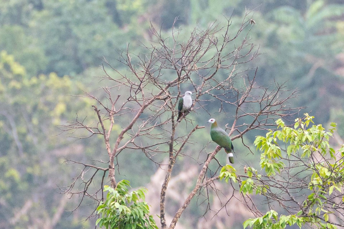 White-bellied Imperial-Pigeon - ML615127058