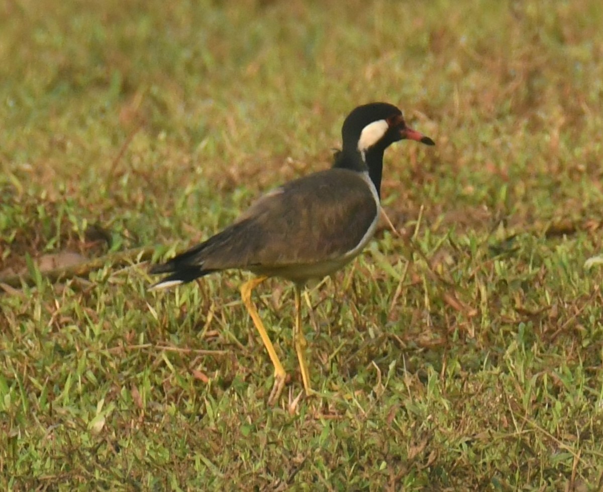 Red-wattled Lapwing - ML615127071