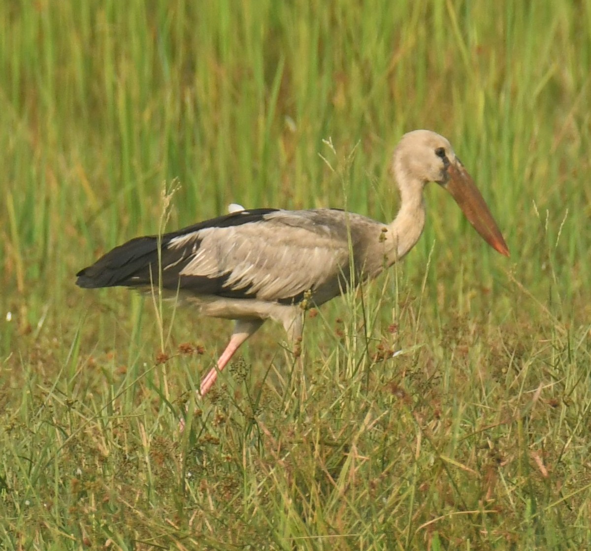 Asian Openbill - ML615127084