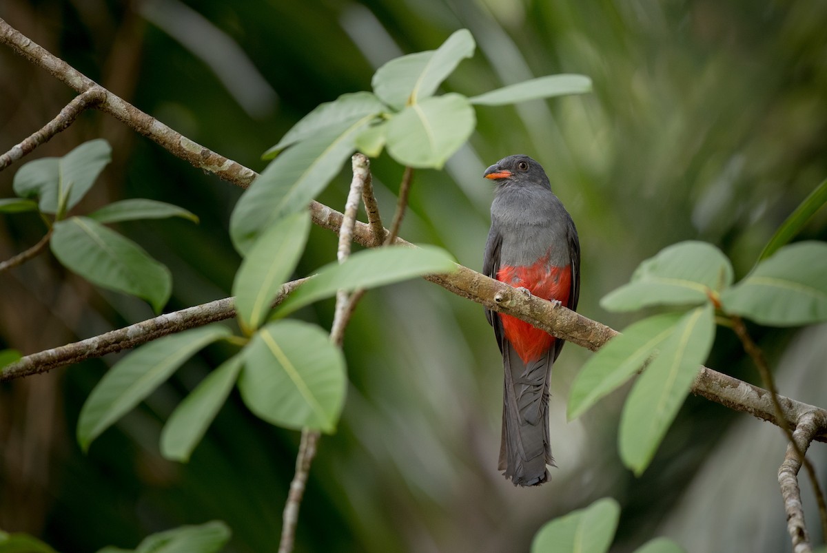 Trogon de Masséna - ML61512711