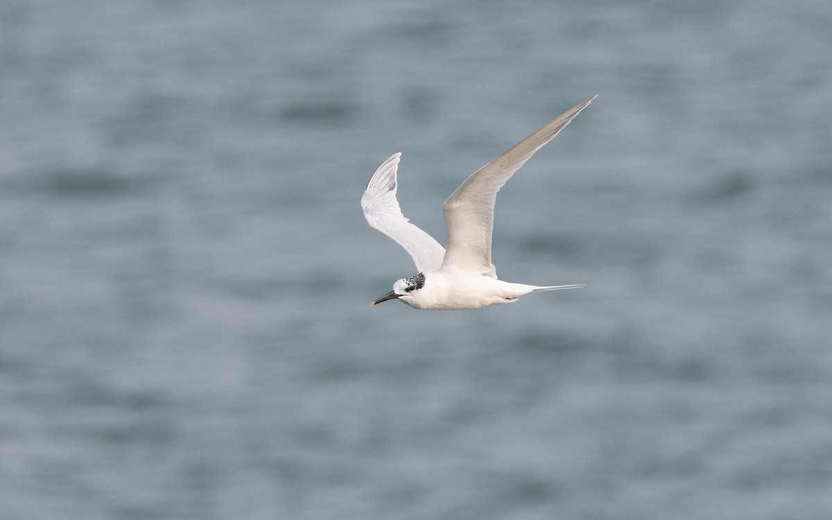 Sandwich Tern (Eurasian) - ML615127157