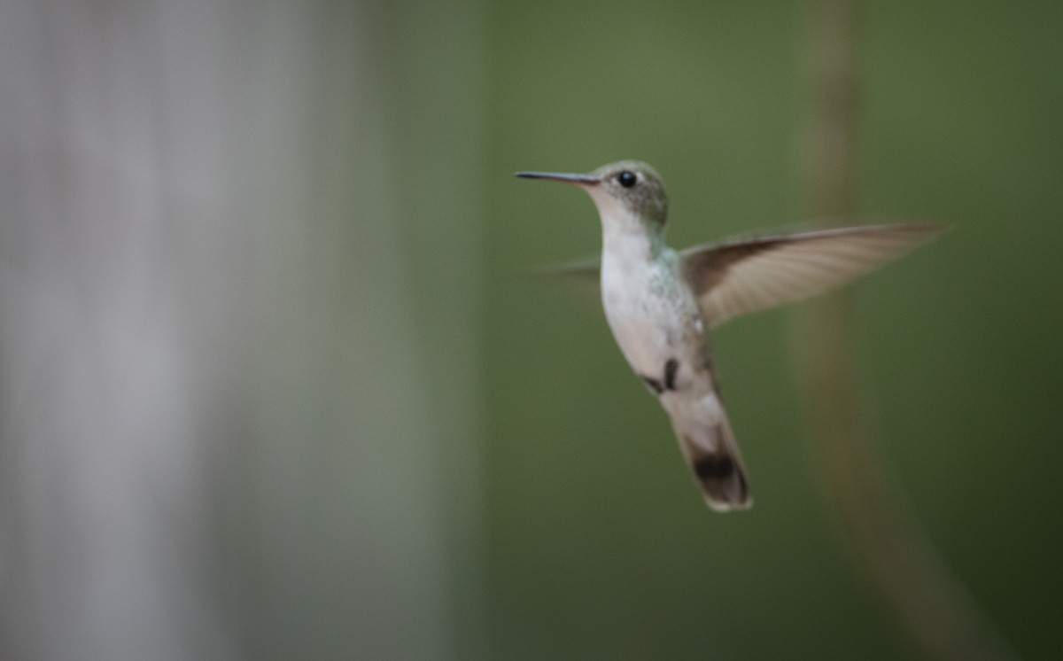 White-bellied Emerald - ML61512721