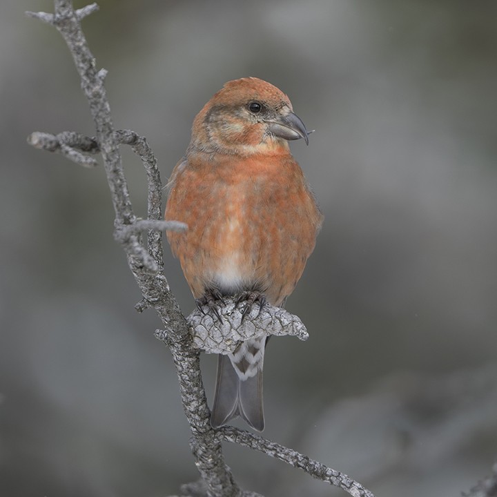 Red Crossbill - ML615127220