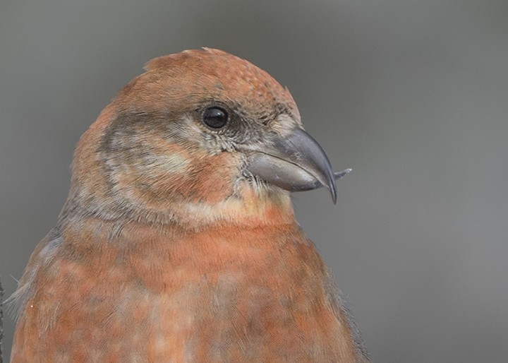 Red Crossbill - ML615127221