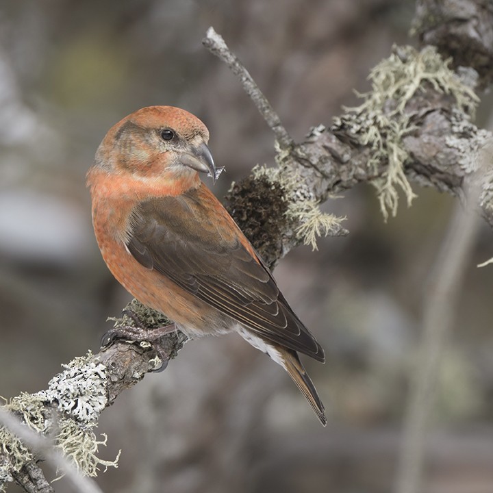 Red Crossbill - ML615127224