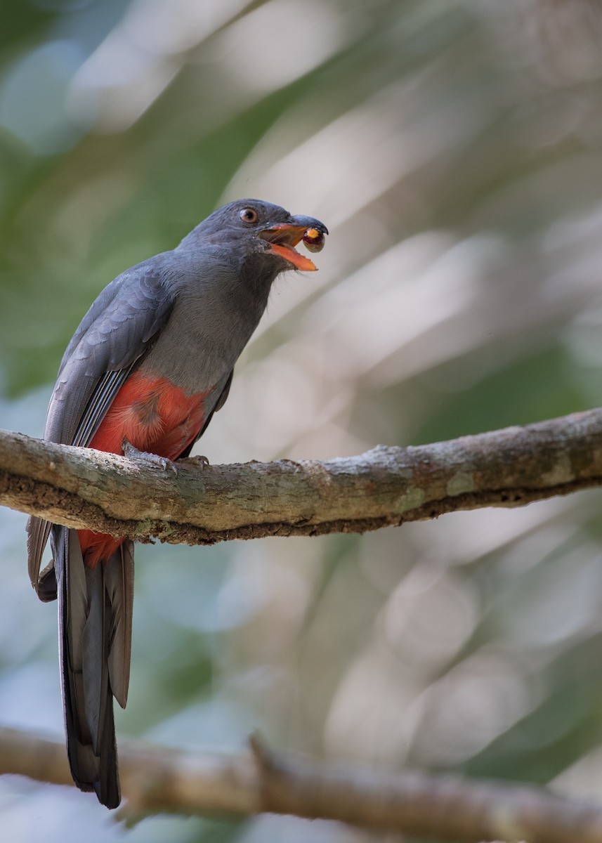 Slaty-tailed Trogon - ML61512731