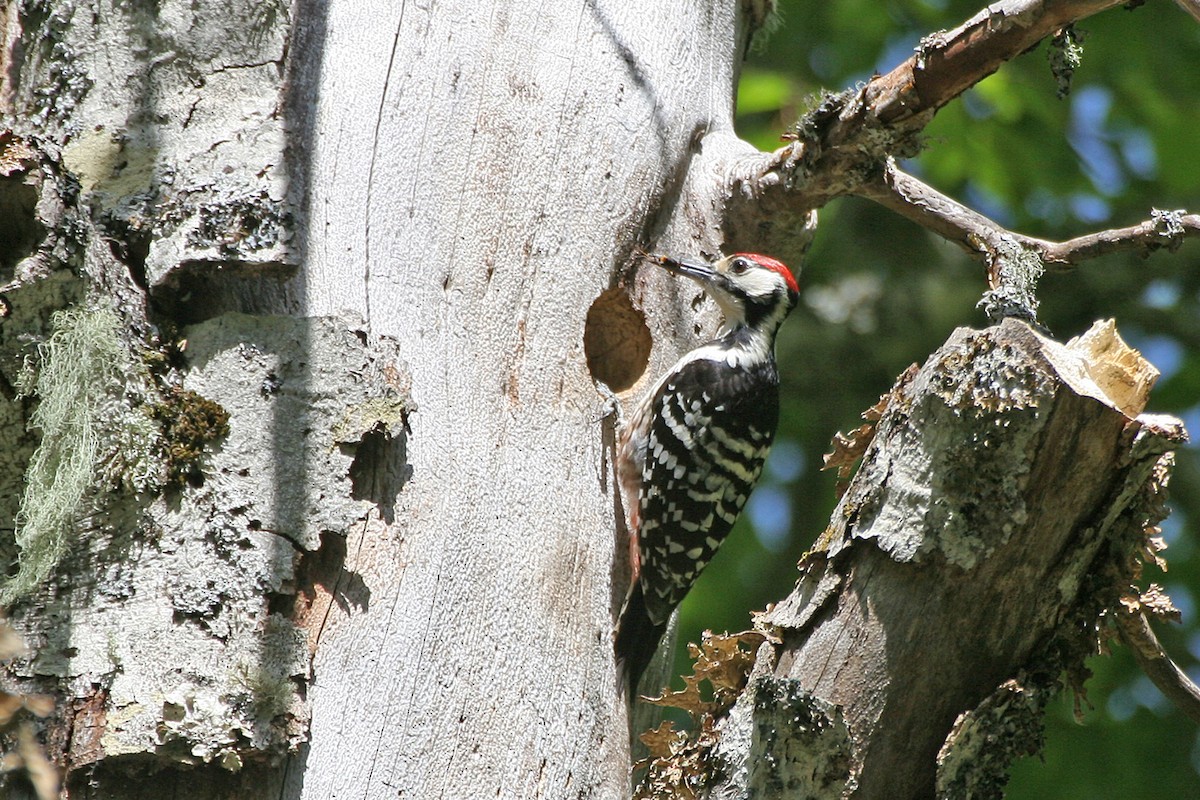 White-backed Woodpecker (Lilford's) - ML615127313