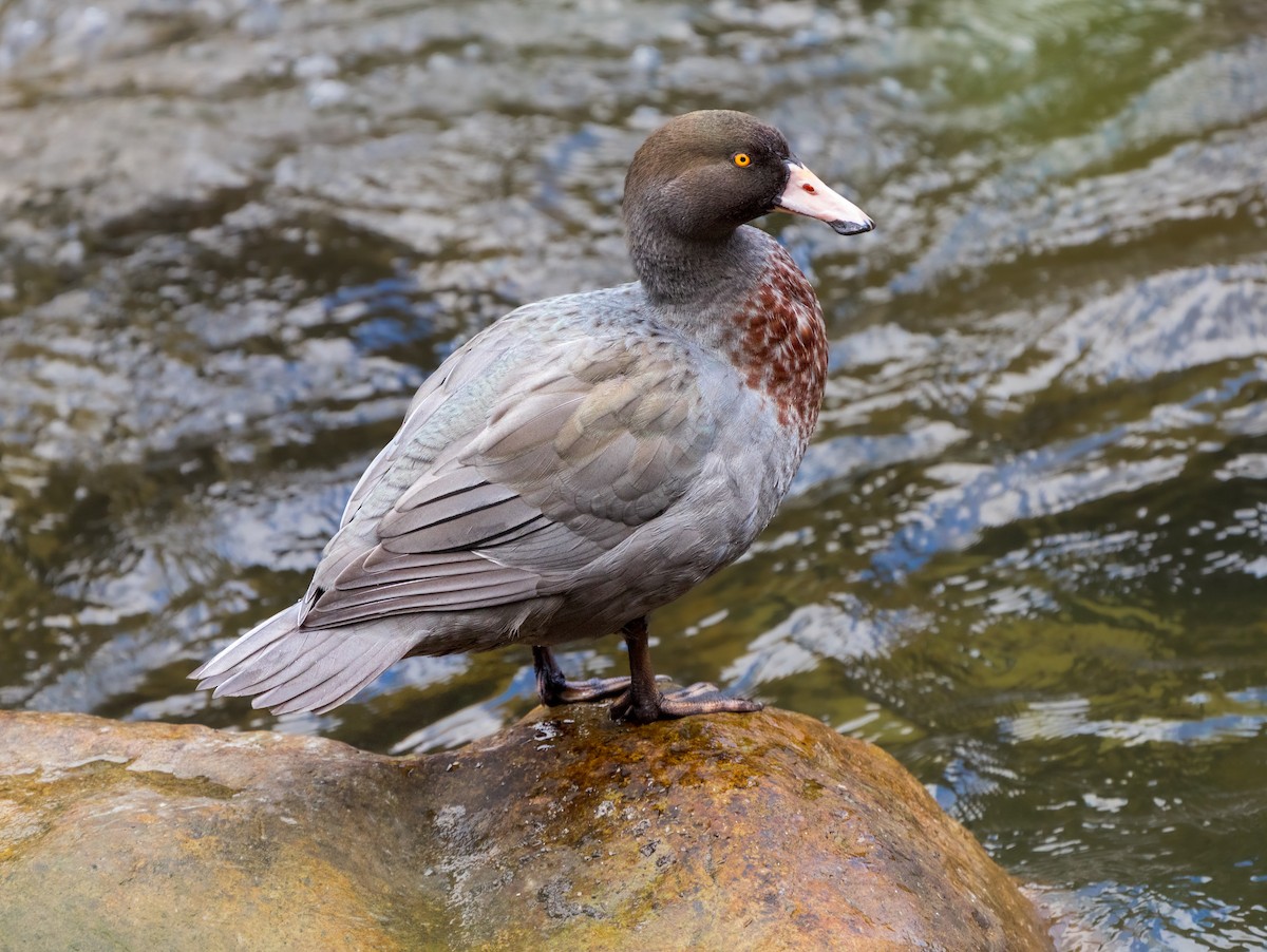 Blue Duck - ML615127334