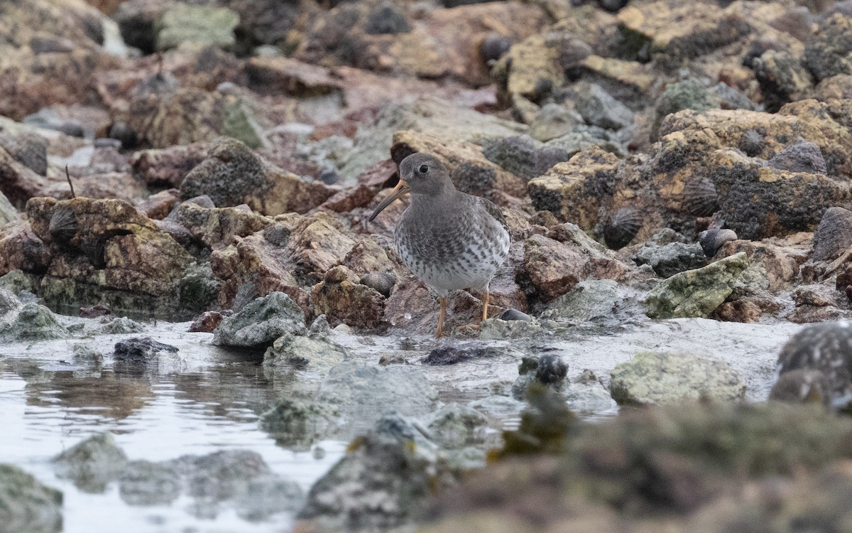 Purple Sandpiper - ML615127408