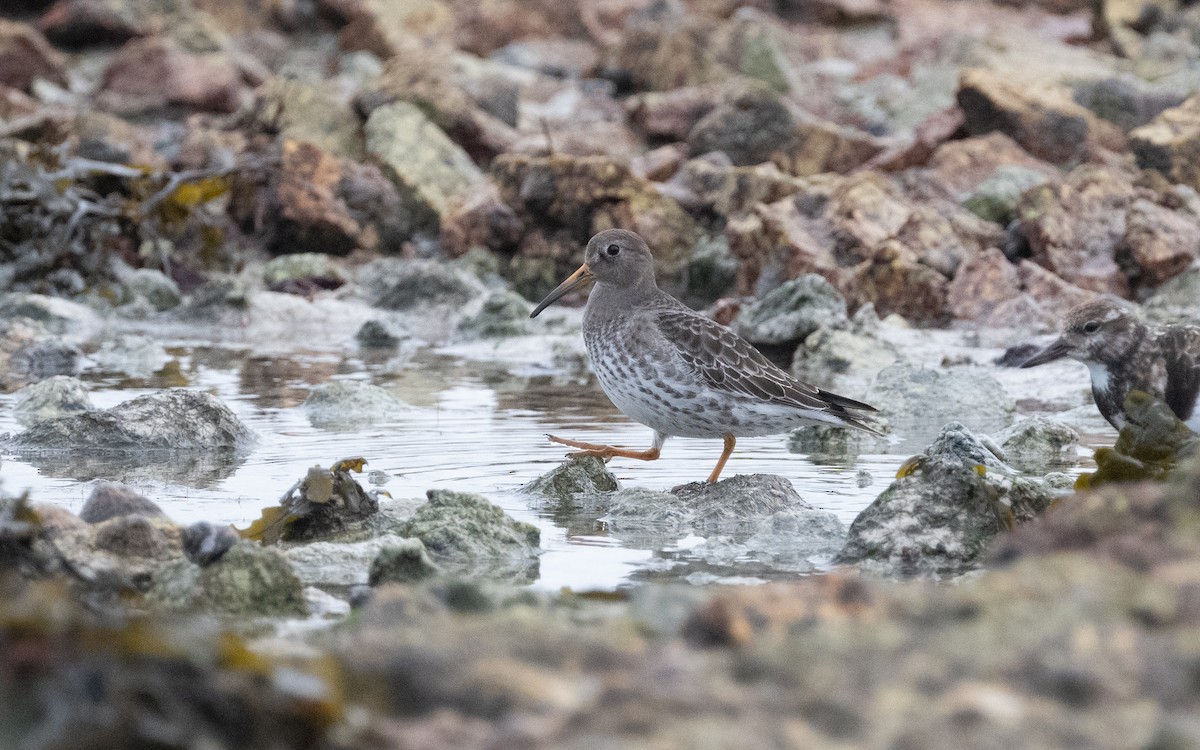 Purple Sandpiper - ML615127409