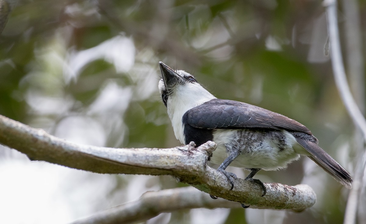 White-necked Puffbird - ML61512741