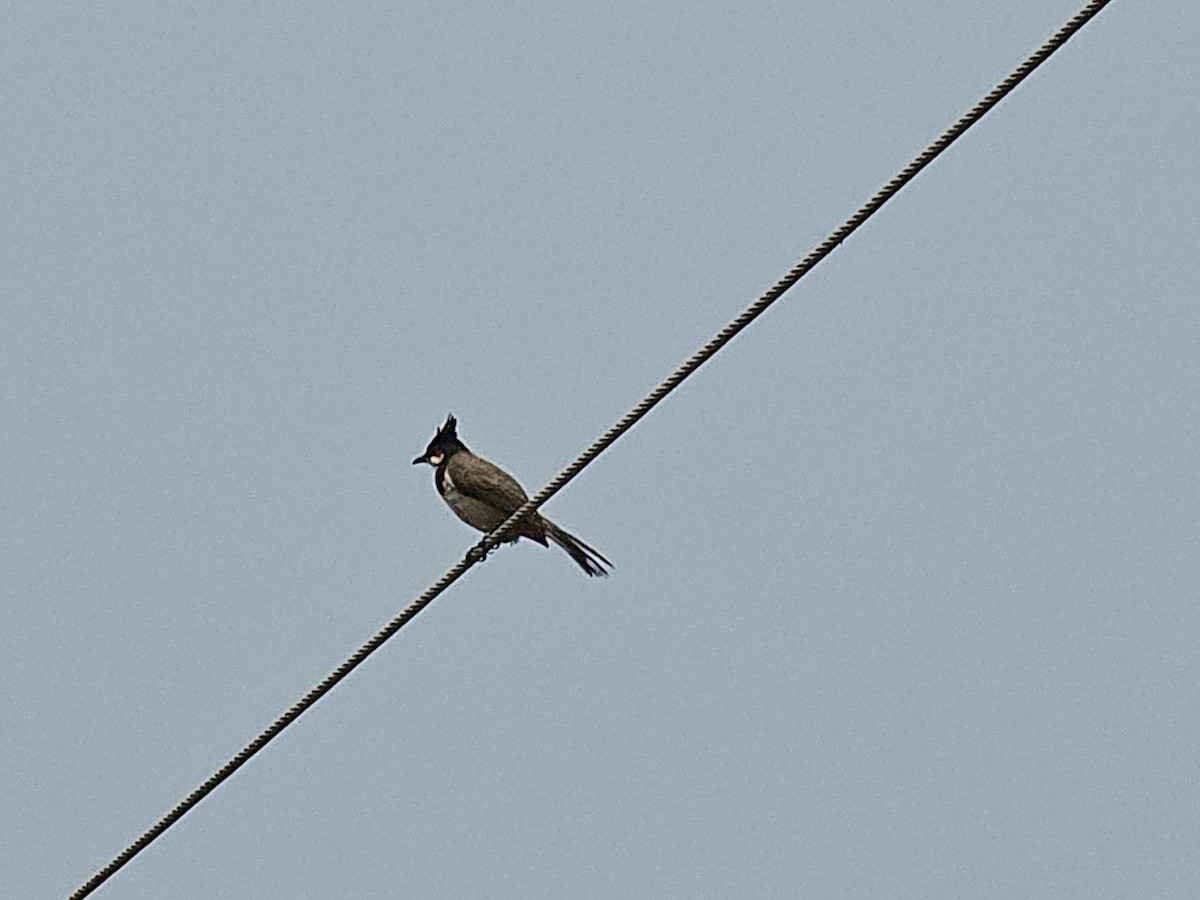 Red-whiskered Bulbul - Vis M