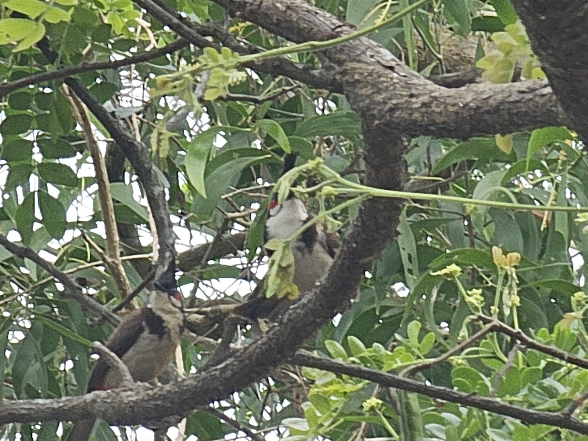 Red-whiskered Bulbul - Vis M