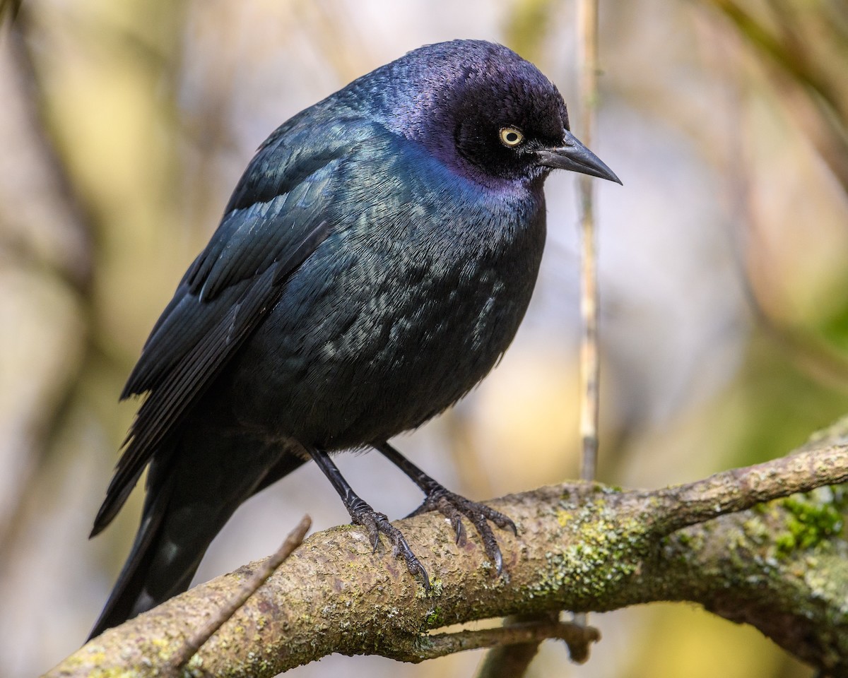 purpurhodetrupial - ML615127464