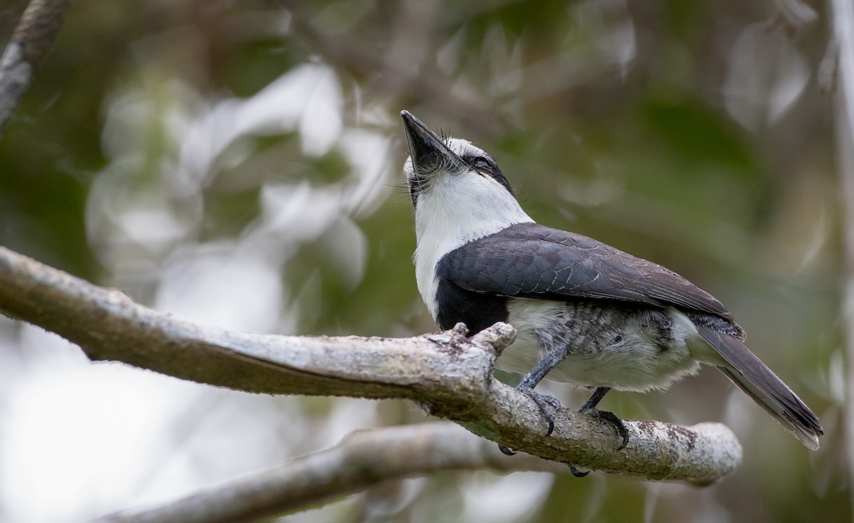 White-necked Puffbird - ML61512751