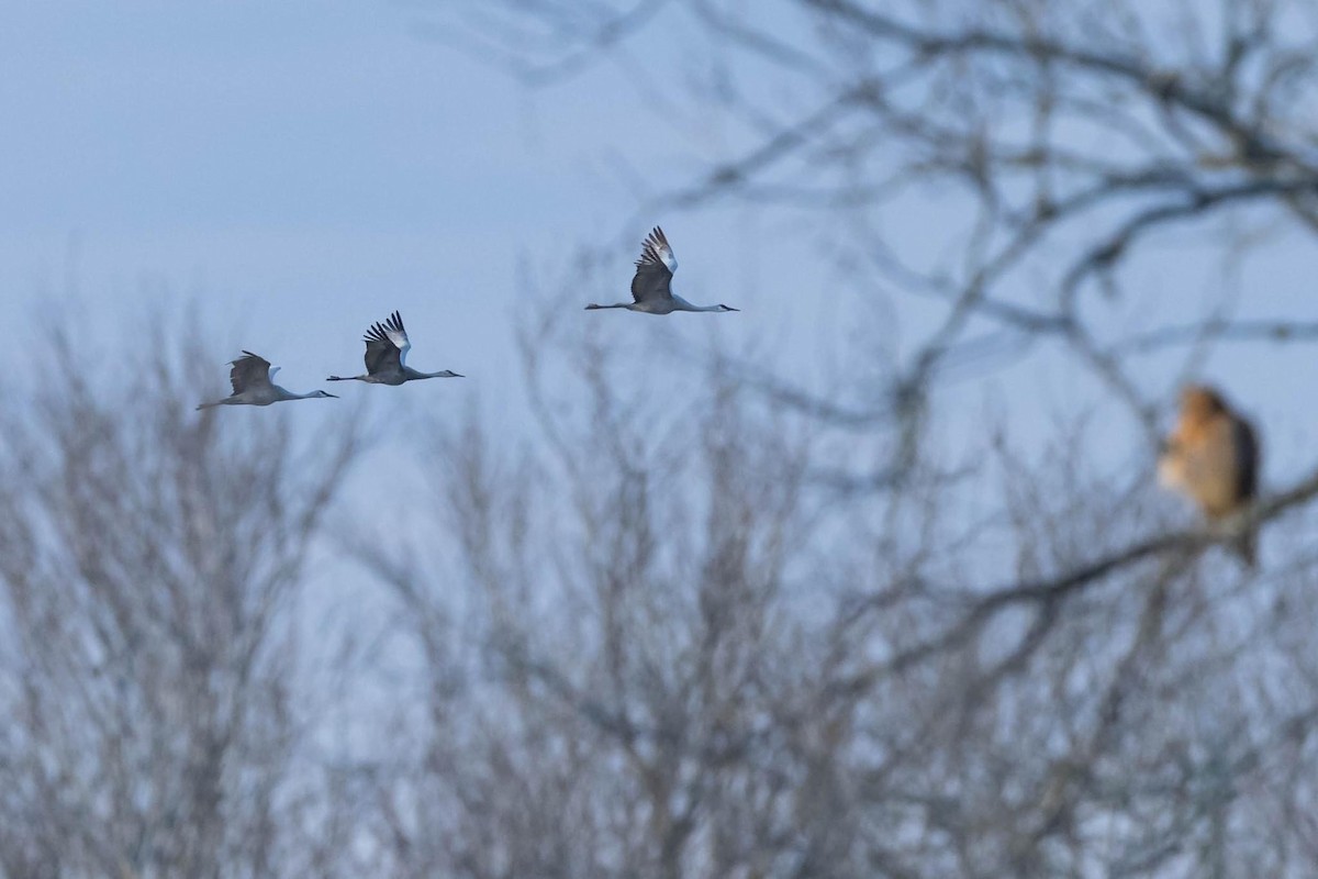 Sandhill Crane - ML615127517