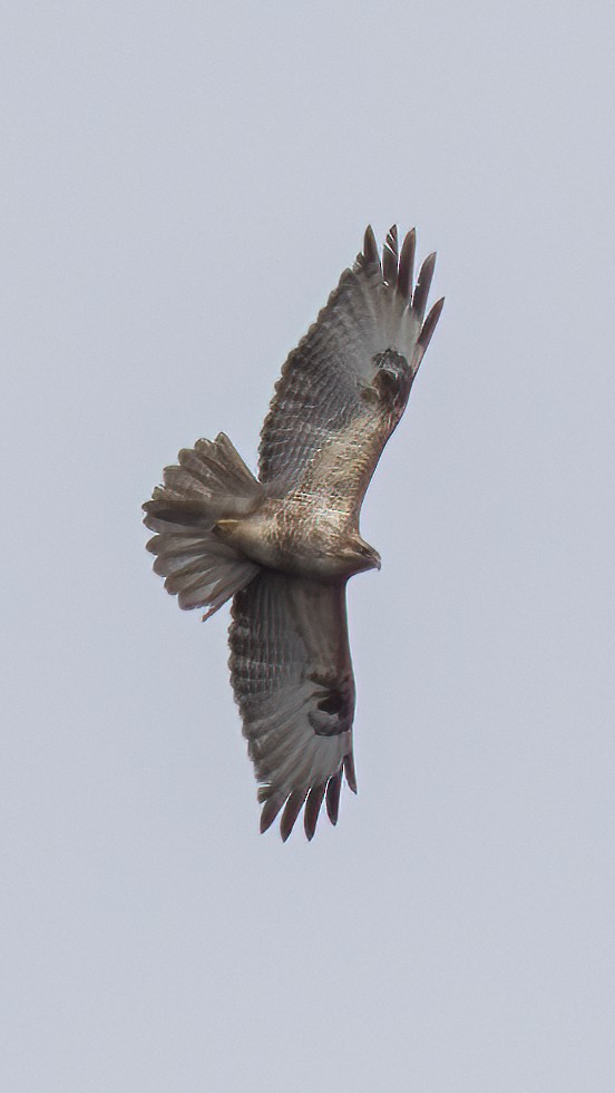 Eastern Buzzard - ML615127537