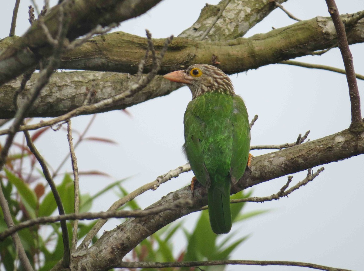 Lineated Barbet - Dipak  Sinha