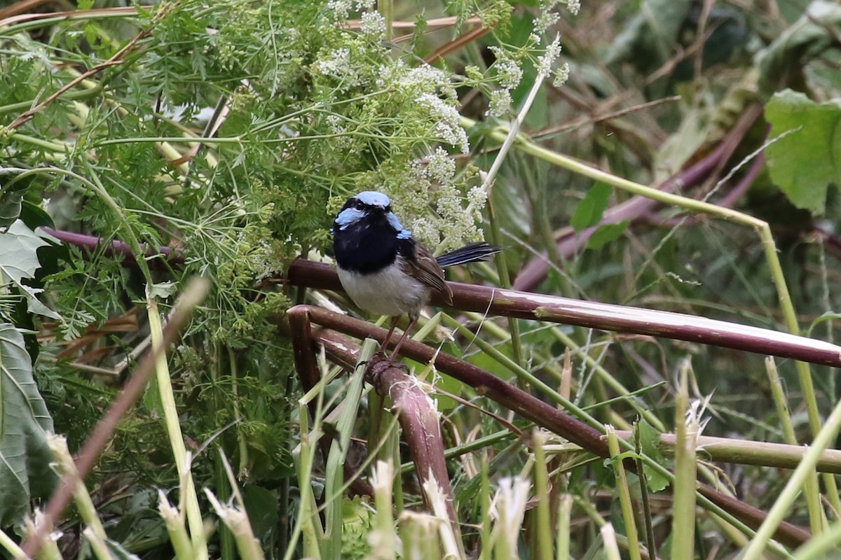 Superb Fairywren - ML615127580