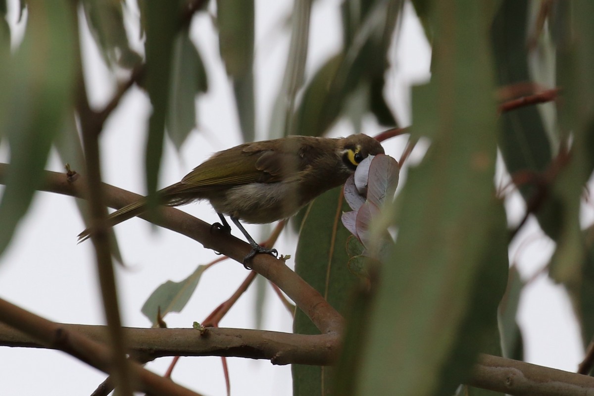 Yellow-faced Honeyeater - ML615127583