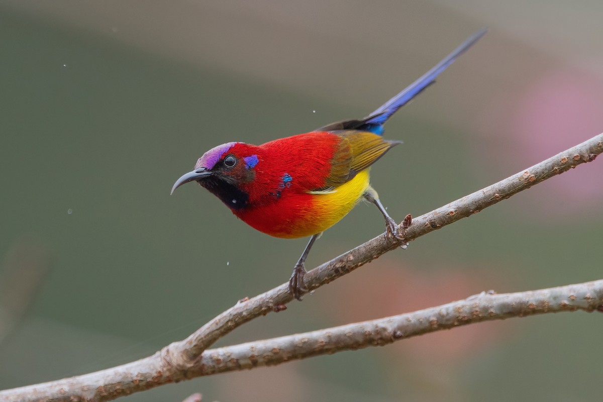 Mrs. Gould's Sunbird - Ngoc Sam Thuong Dang