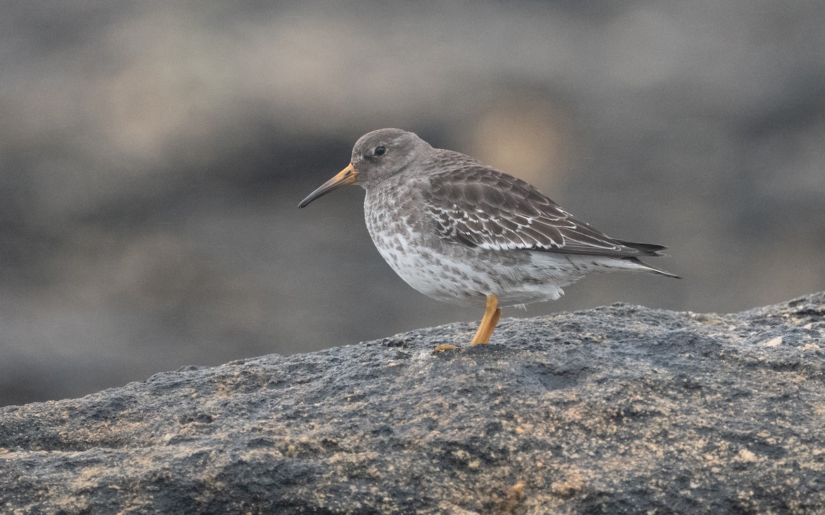 Purple Sandpiper - Emmanuel Naudot