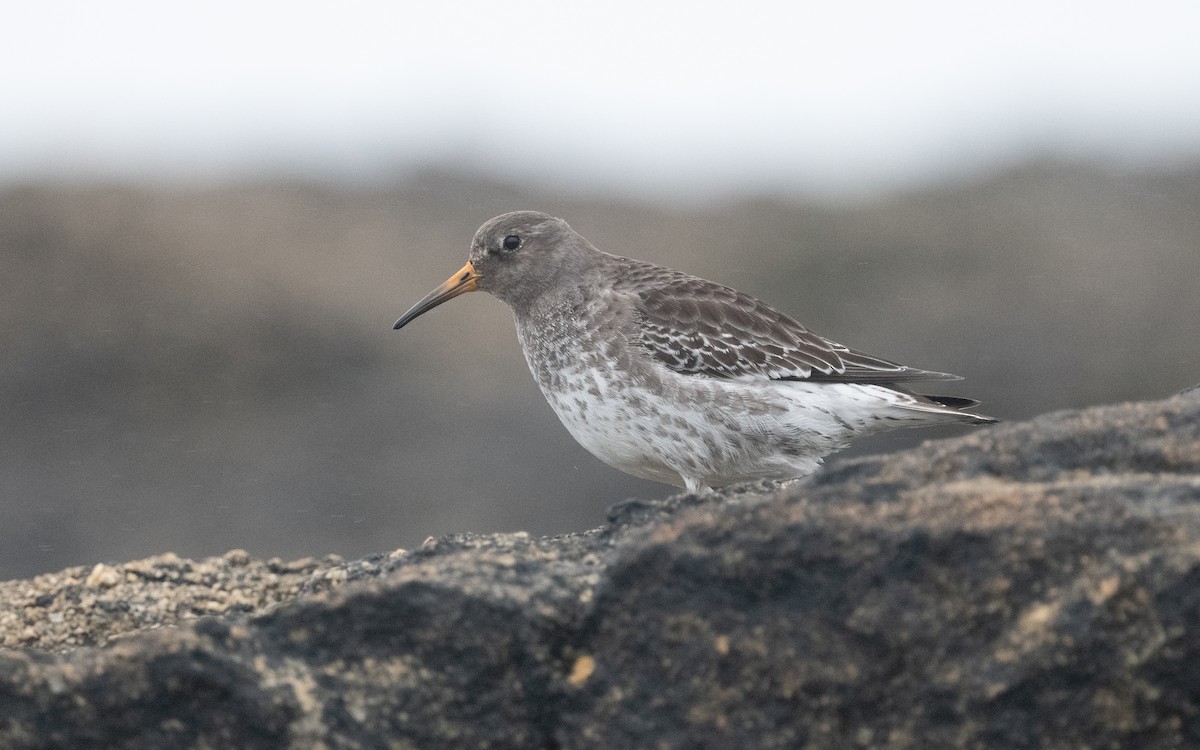 Purple Sandpiper - ML615127644