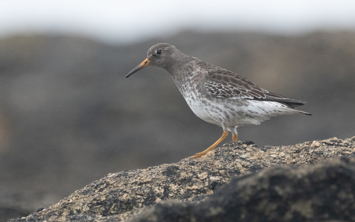 Purple Sandpiper - ML615127645