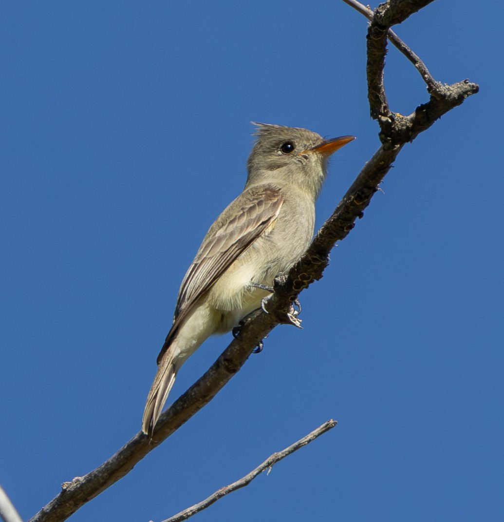 Greater Pewee - ML615127701