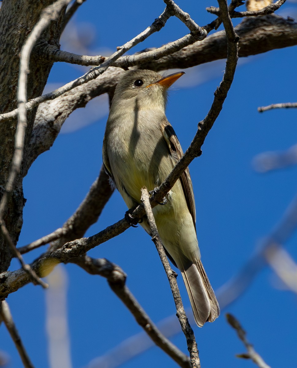 Greater Pewee - ML615127703