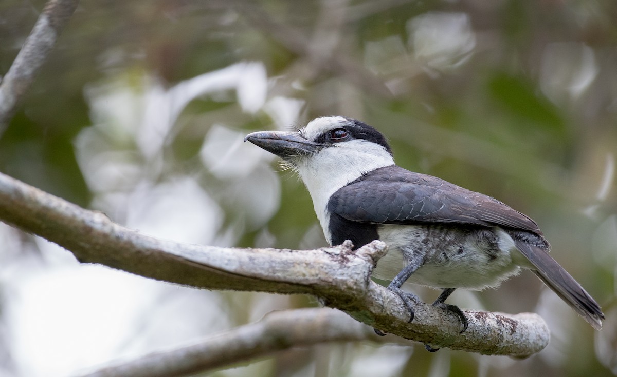 White-necked Puffbird - ML61512771