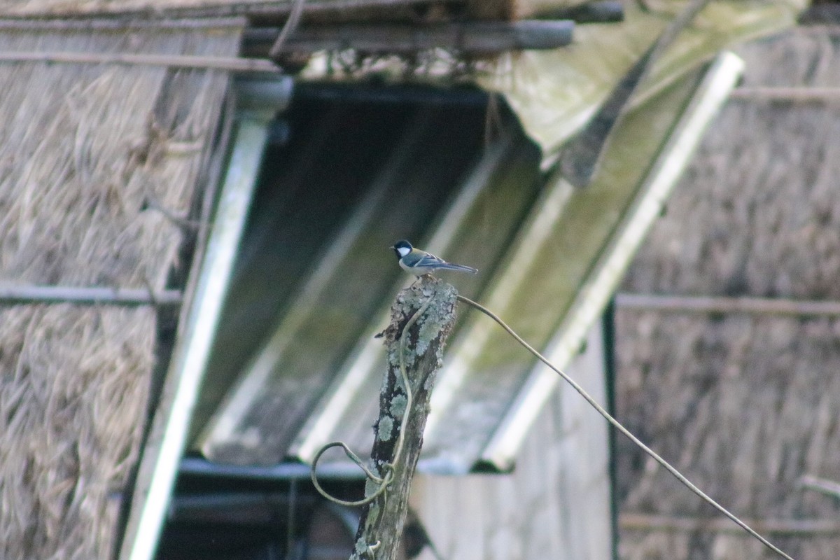 Japanese Tit (Japanese) - Supot Surapaetang