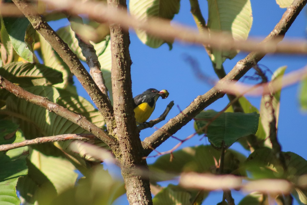 Yellow-bellied Flowerpecker - ML615127798