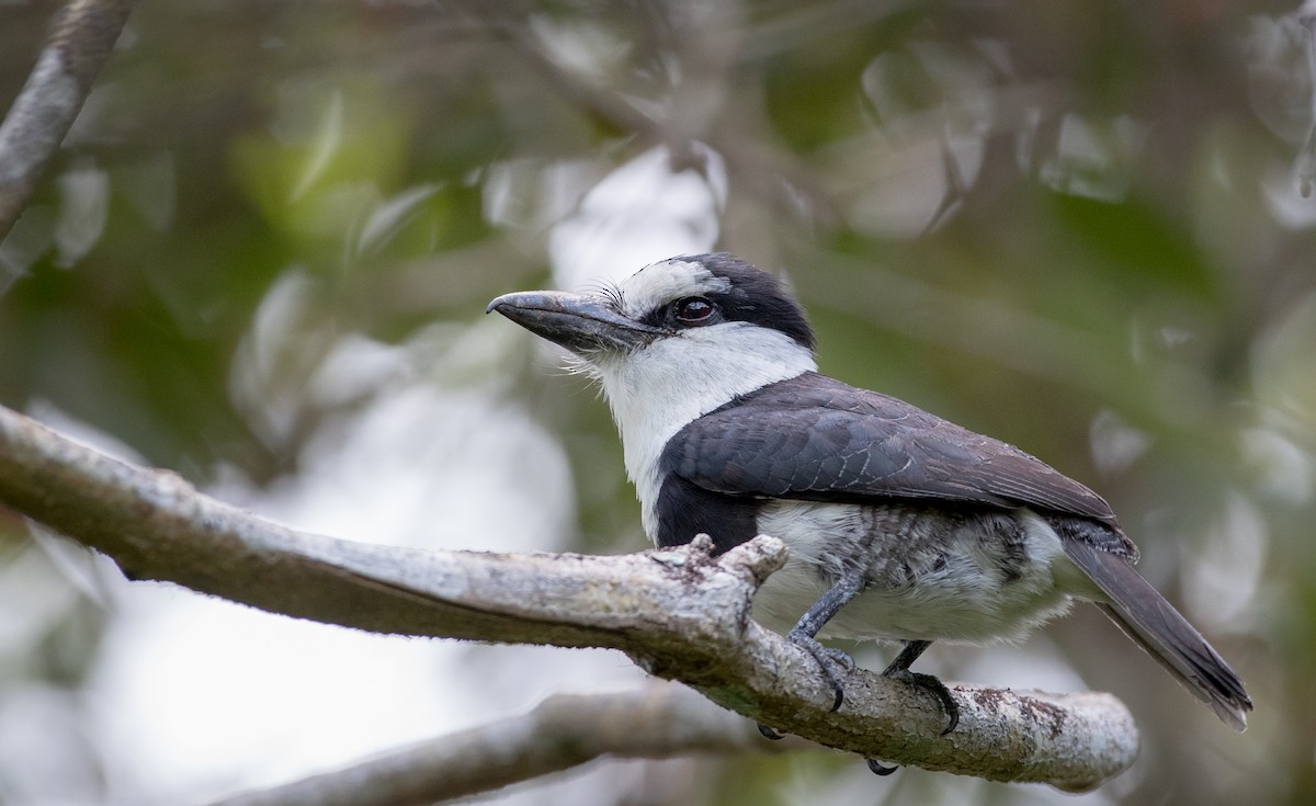 White-necked Puffbird - ML61512781