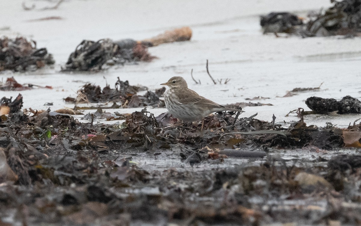 Water Pipit - ML615127827