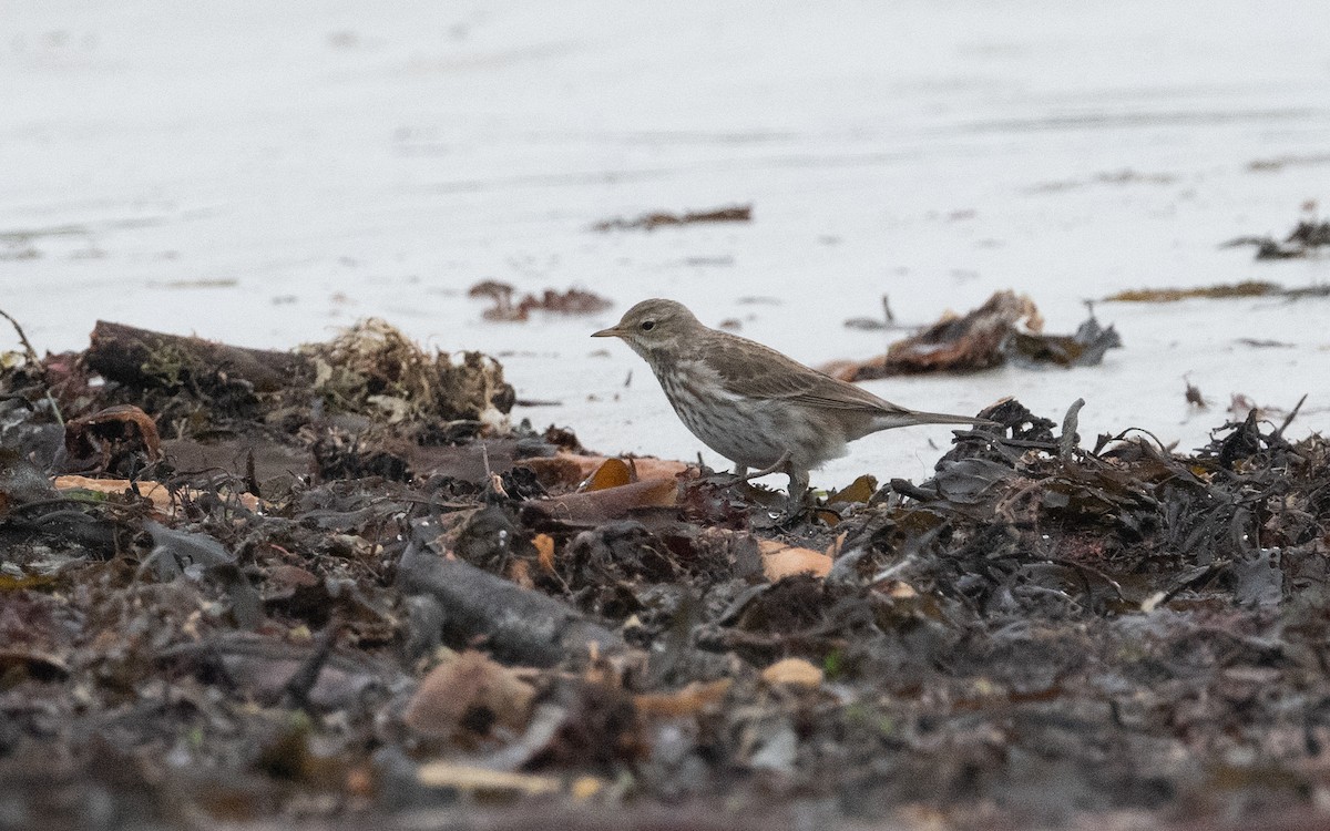 Water Pipit - ML615127828
