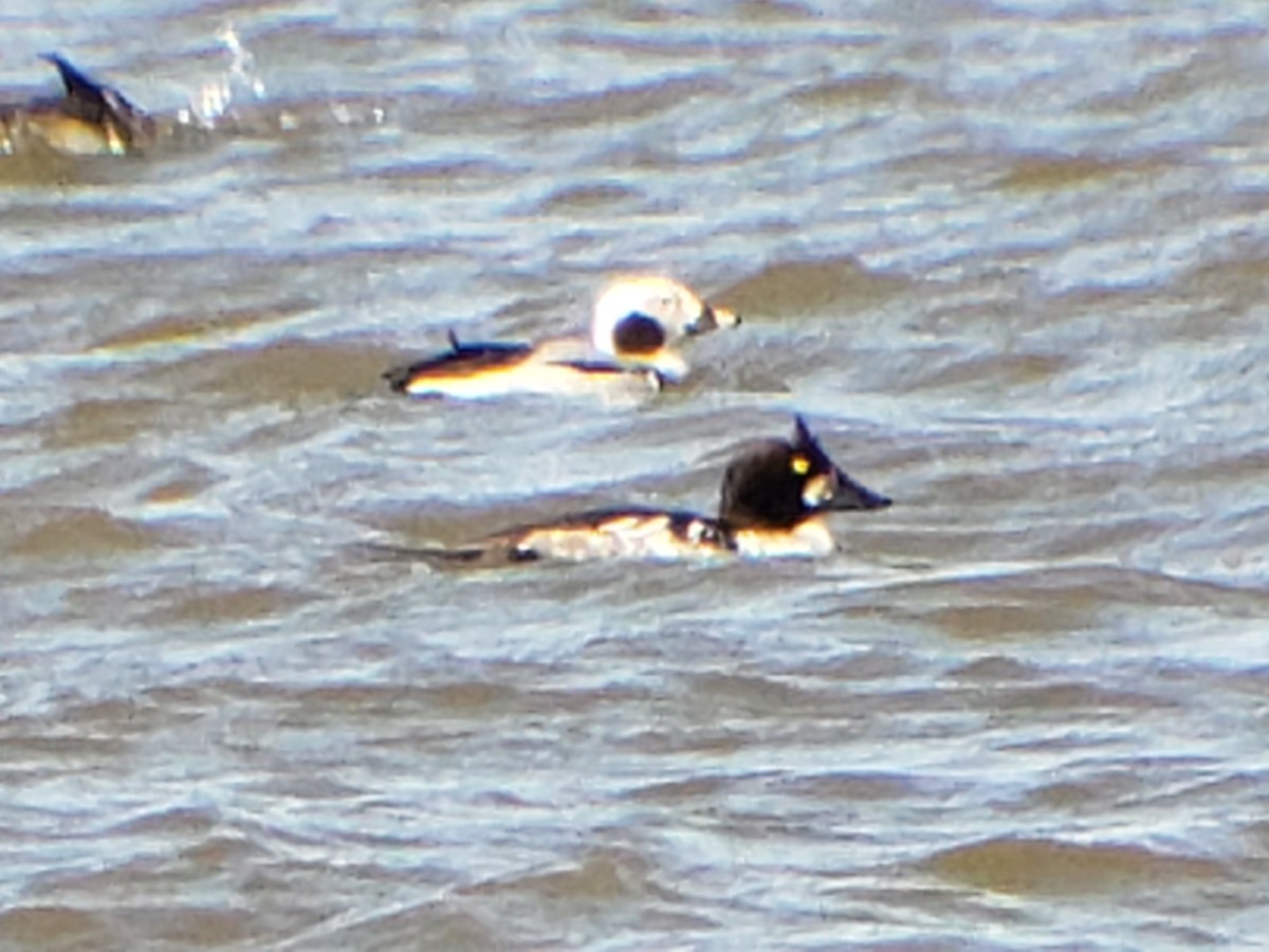 Long-tailed Duck - ML615127880