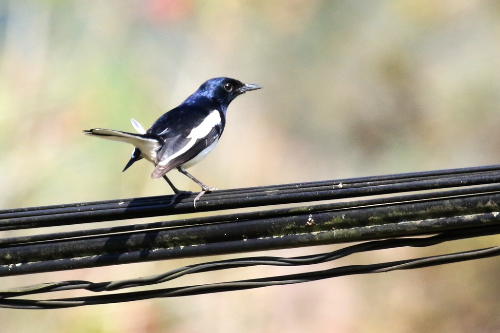 Oriental Magpie-Robin (Oriental) - ML615127904