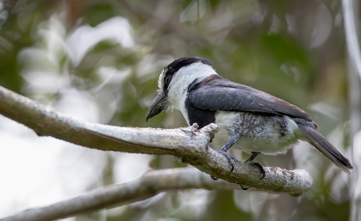 White-necked Puffbird - ML61512791