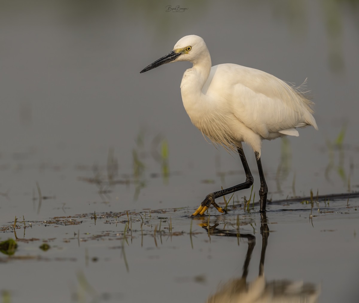 Little Egret - ML615127918