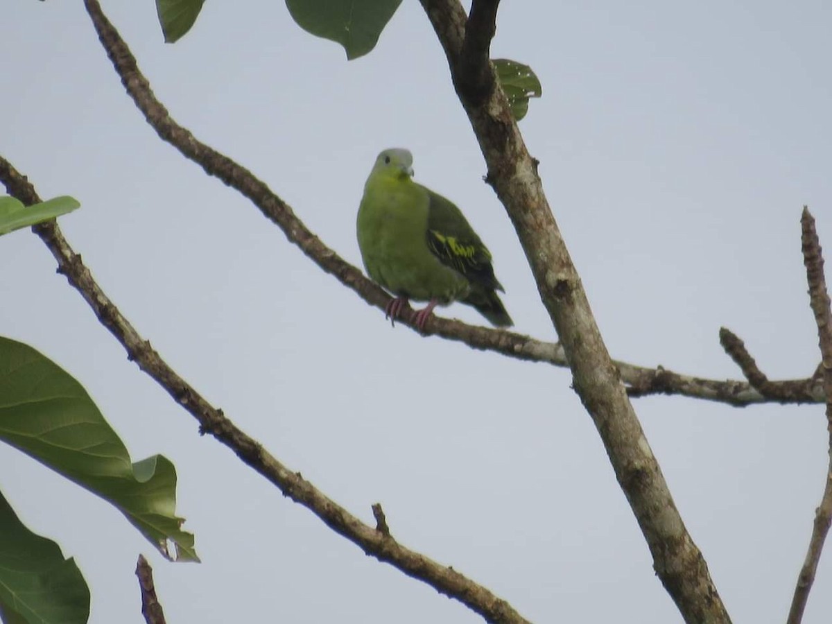 Gray-fronted Green-Pigeon - ML615127927